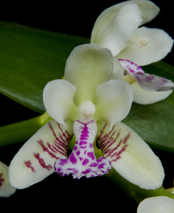 Sedirea japonica Bell Orchidea CCM 83pts close up